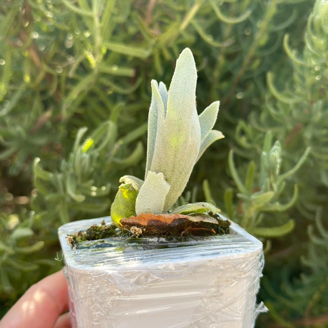 ビカクシダ P.Willinckii Tiara spore 04