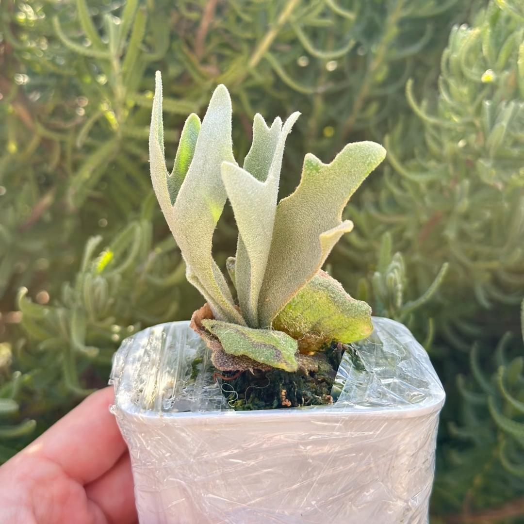 ビカクシダ P.Willinckii Tiara spore 04