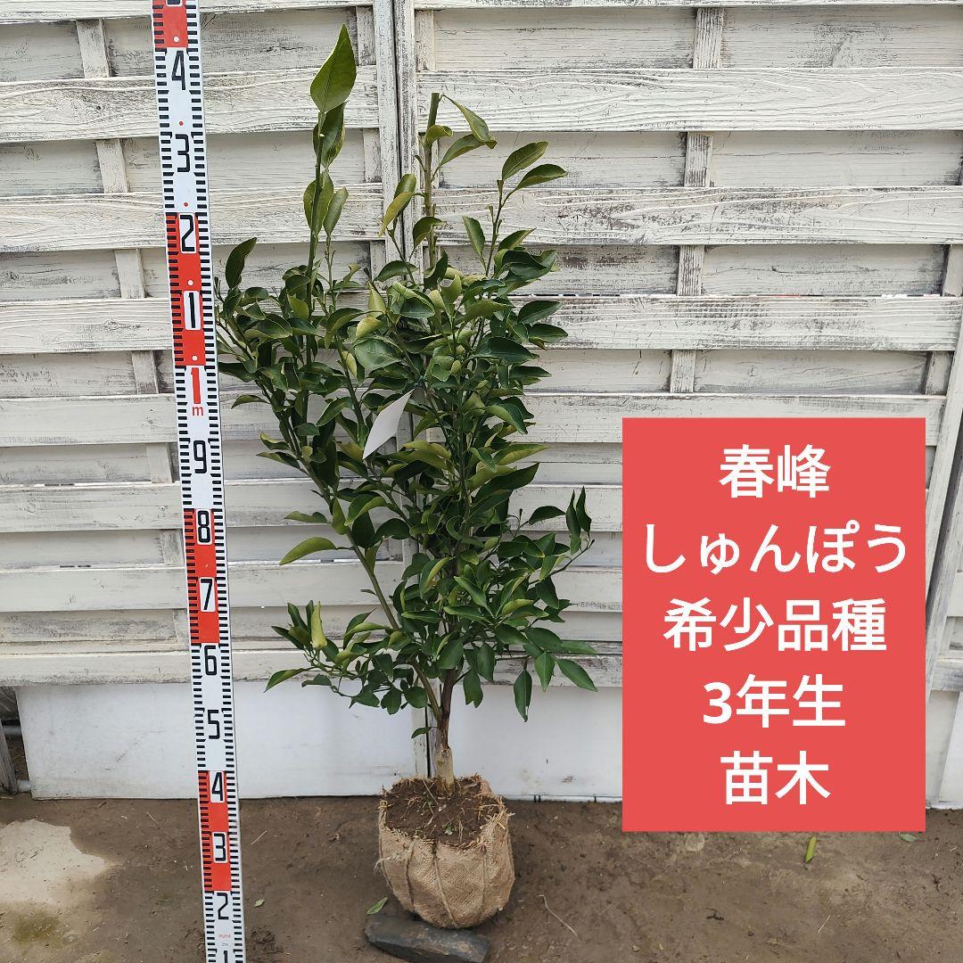 希少品種 春峰 しゅんぽう 3年生 苗木