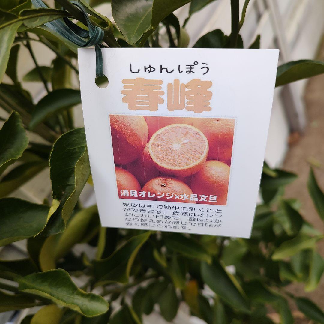 希少品種 春峰 しゅんぽう 3年生 苗木