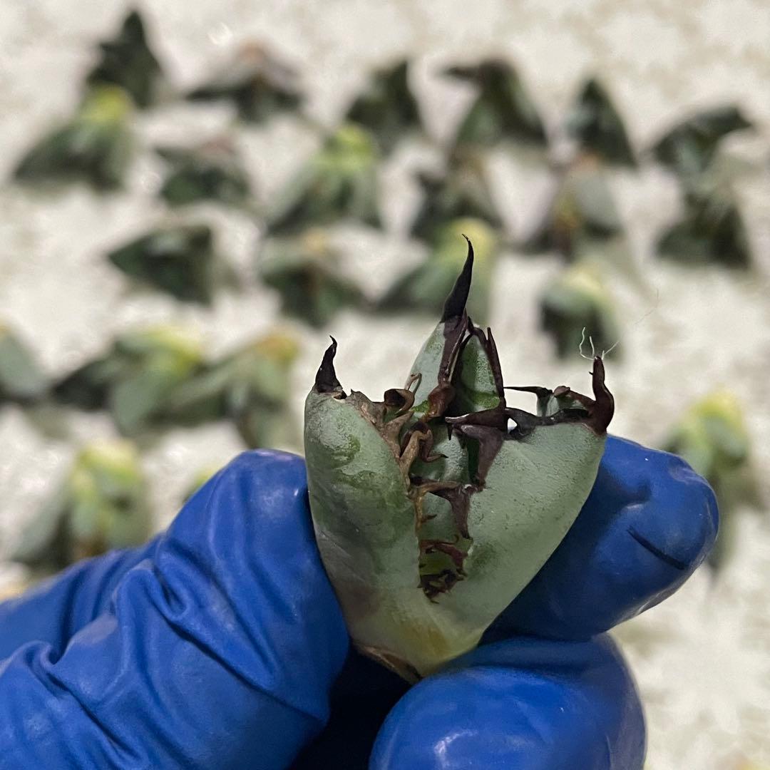 多肉植物 アガベ チタノタ ブラックアンドブルー BB子株 48株同梱