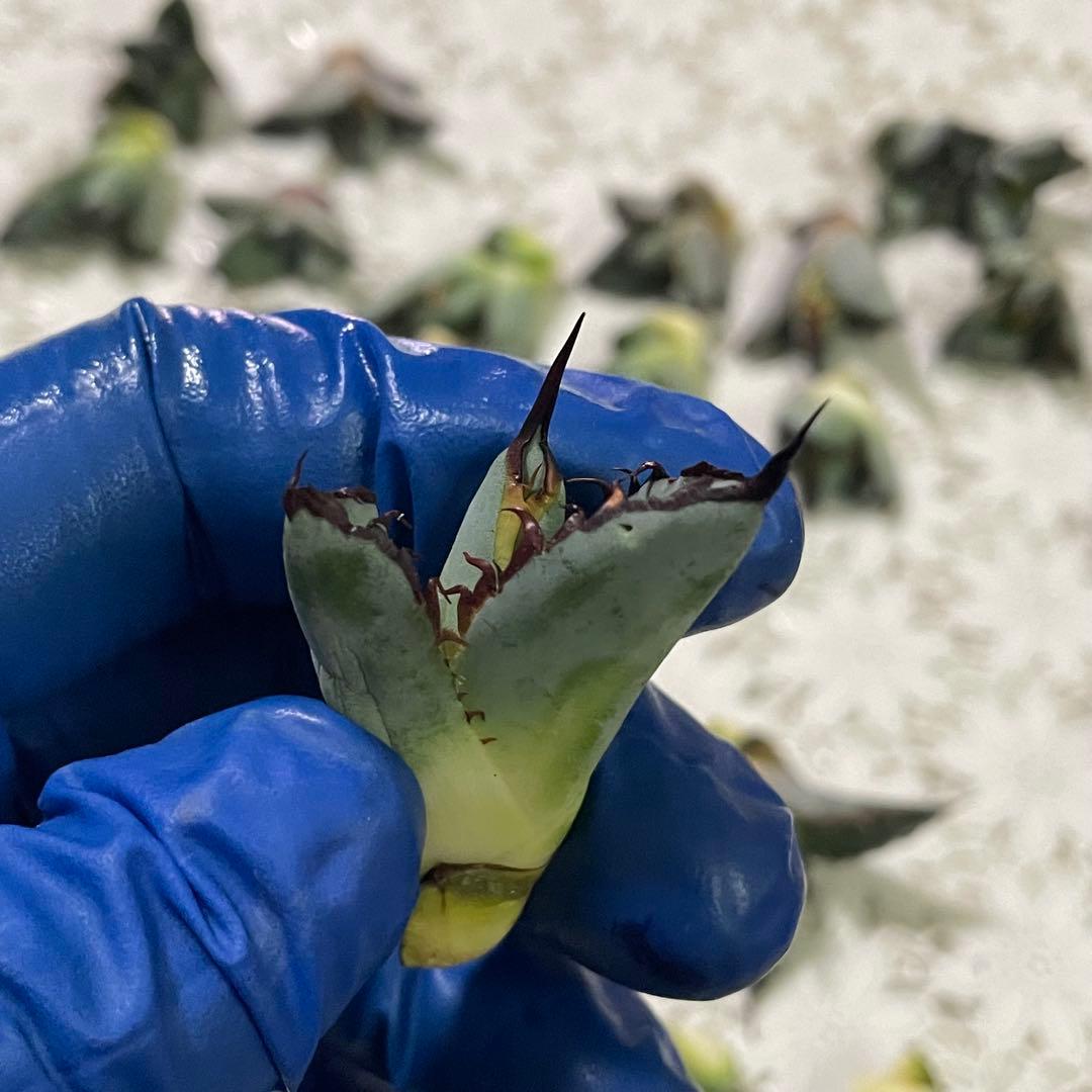 多肉植物 アガベ チタノタ ブラックアンドブルー BB子株 48株同梱