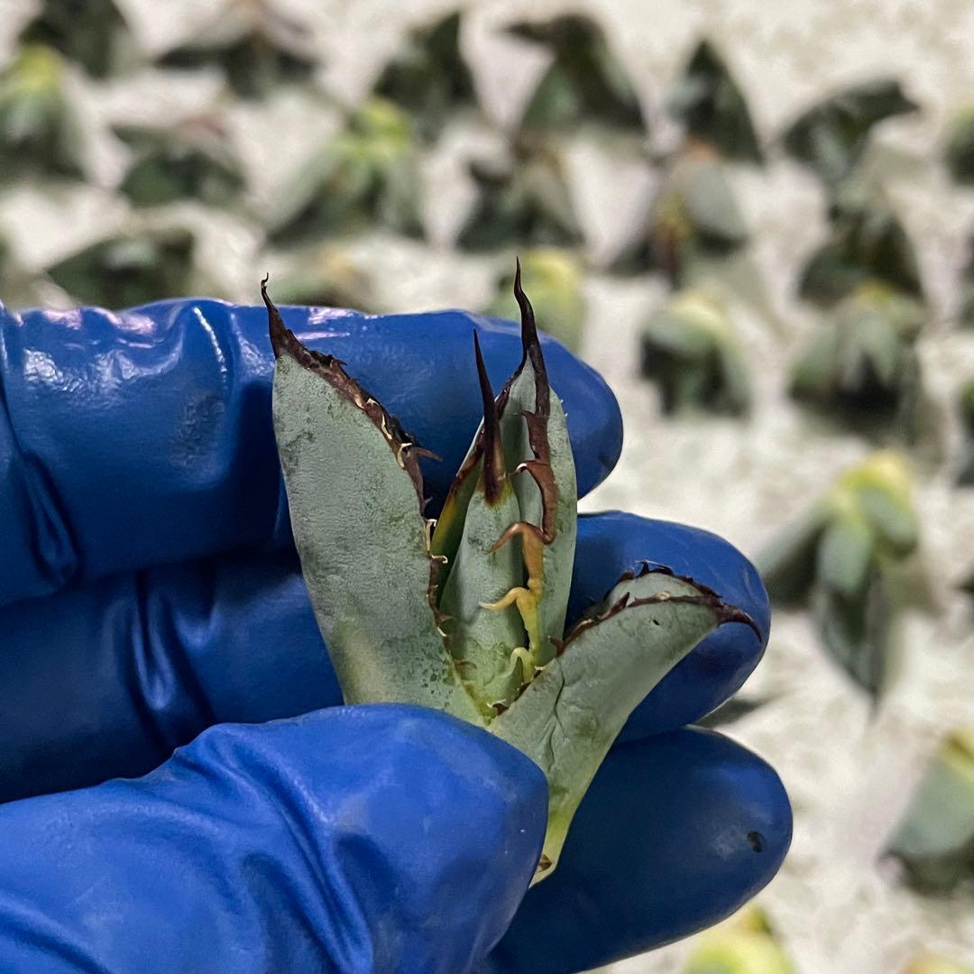 多肉植物 アガベ チタノタ ブラックアンドブルー BB子株 48株同梱