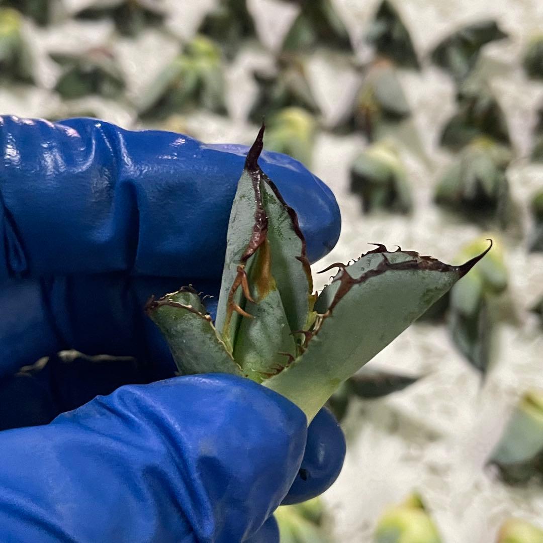 多肉植物 アガベ チタノタ ブラックアンドブルー BB子株 48株同梱