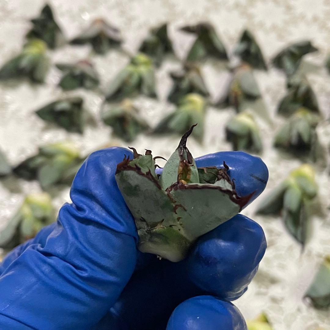 多肉植物 アガベ チタノタ ブラックアンドブルー BB子株 48株同梱