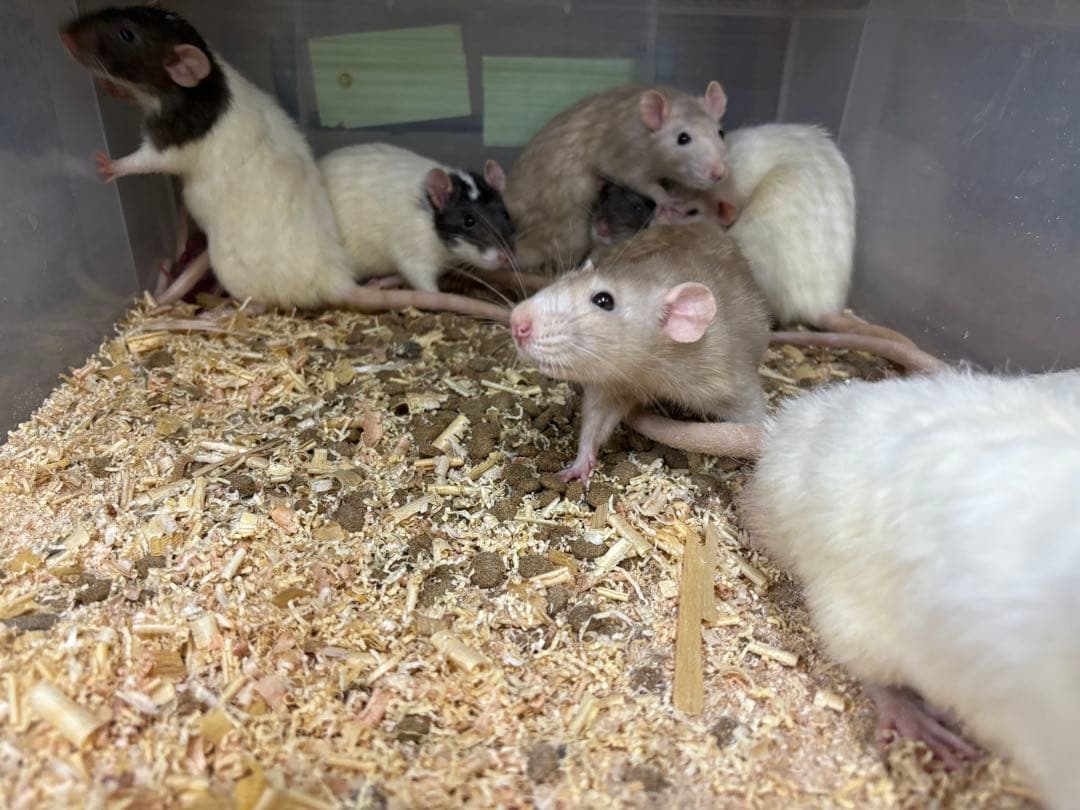 冷凍アダルトマウス ML 50匹