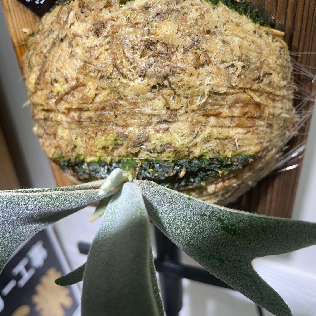 ビカクシダ P.willinckii Polaris ポラリス　子株　#6