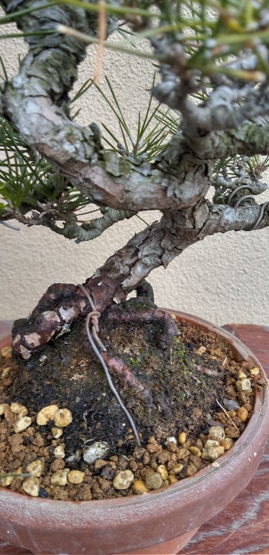 貴風盆栽黒松