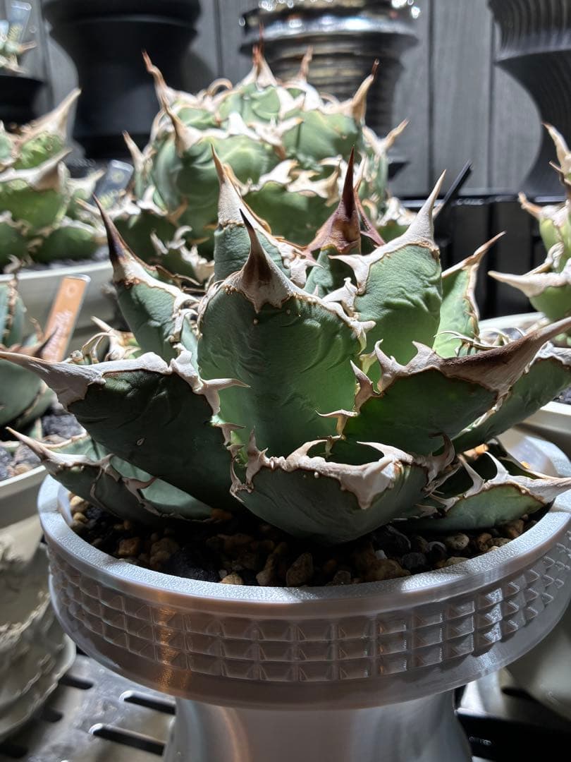 アガベ　チタノタ　特選極上株　極太鋸歯　スタッズ　親株　大株　麻花龍　オアハカ