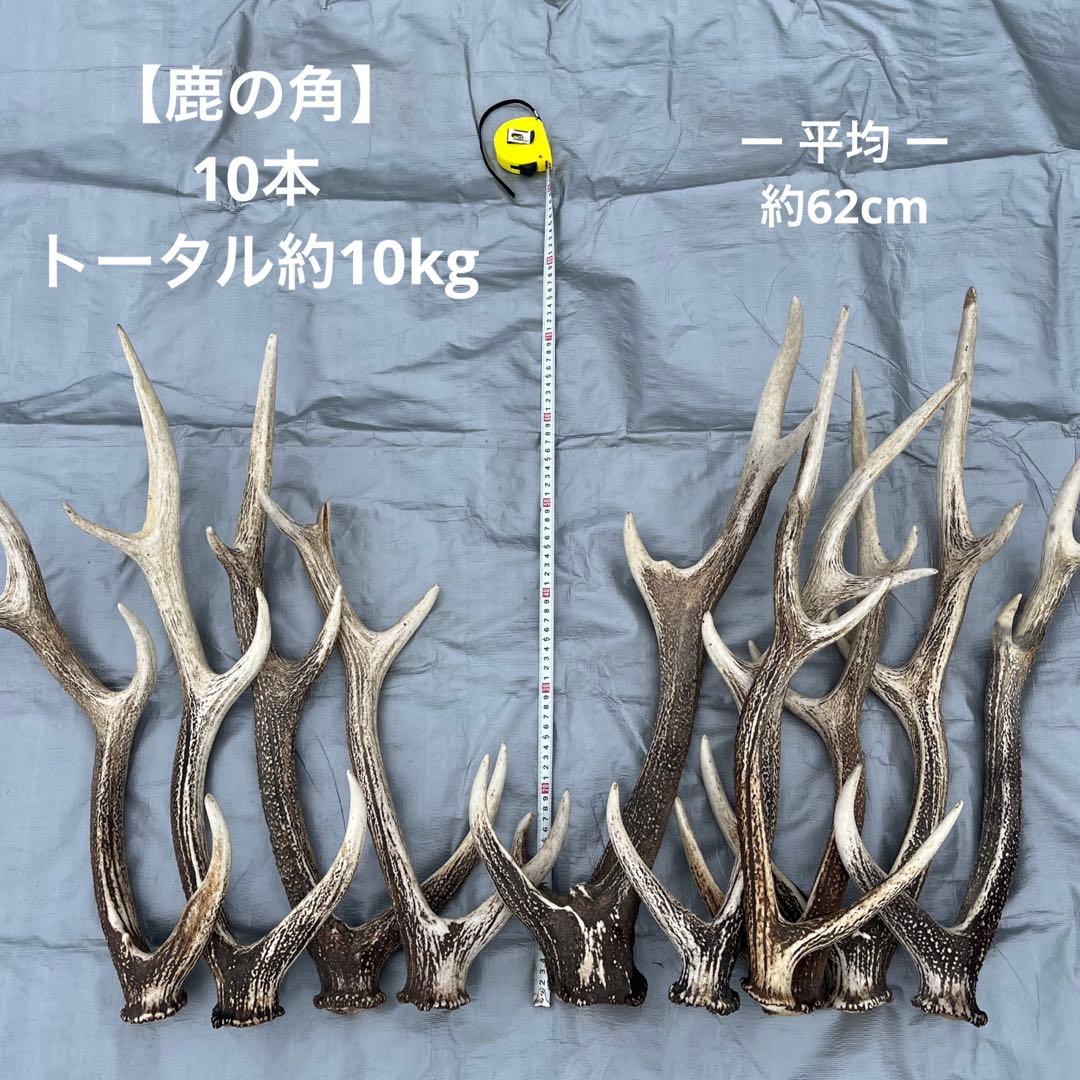 【天然物】※お値下げ済 鹿の角 エゾシカ⚫︎左右非対称⚫︎10本セット（約10kg）
