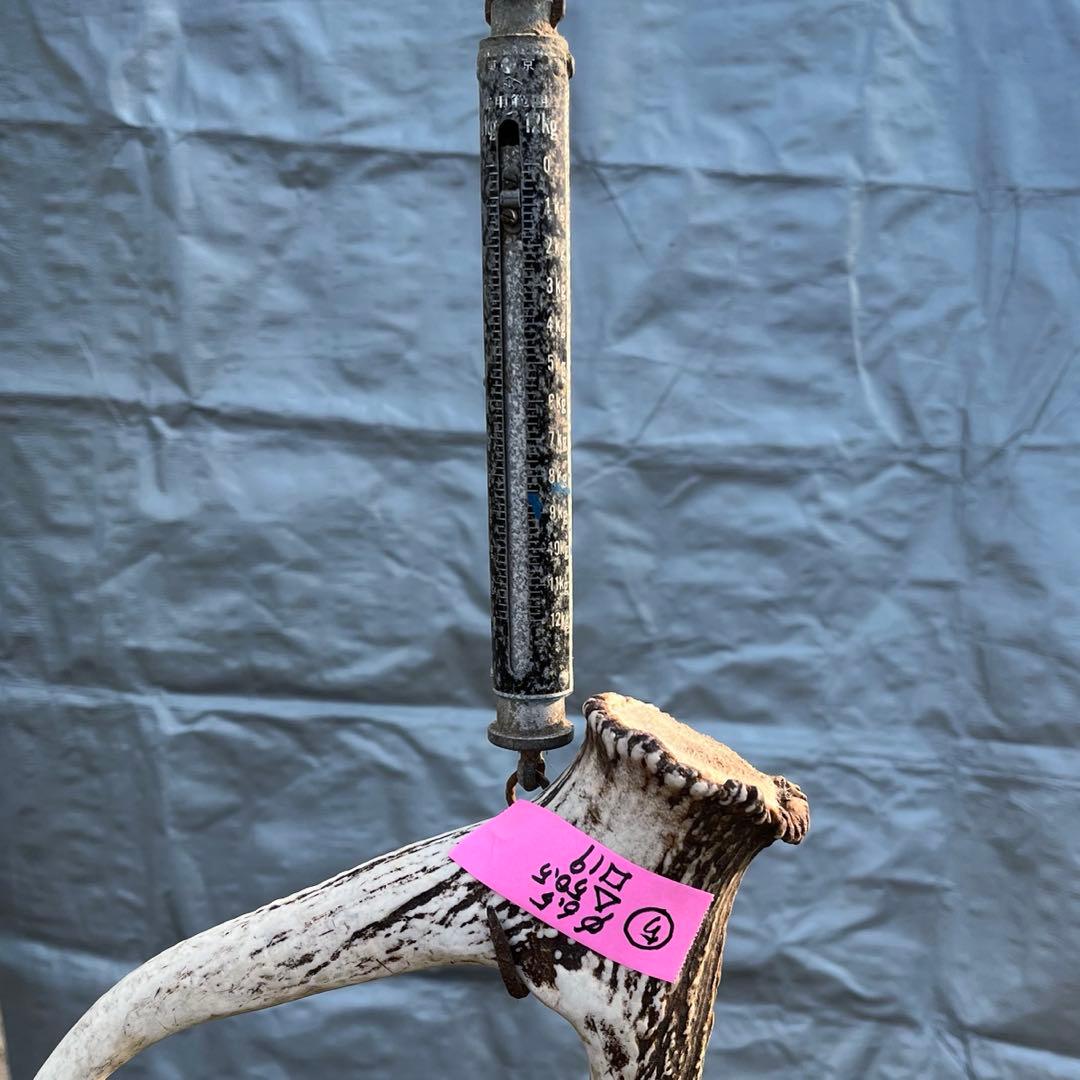 【天然物】※お値下げ済 鹿の角 エゾシカ⚫︎左右非対称⚫︎10本セット（約10kg）