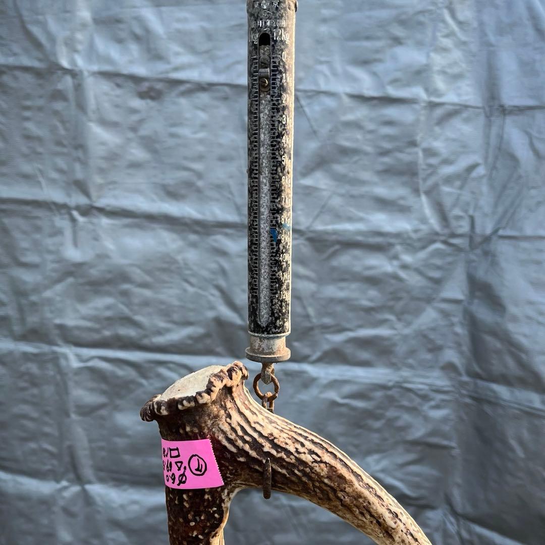 【天然物】※お値下げ済 鹿の角 エゾシカ⚫︎左右非対称⚫︎10本セット（約10kg）