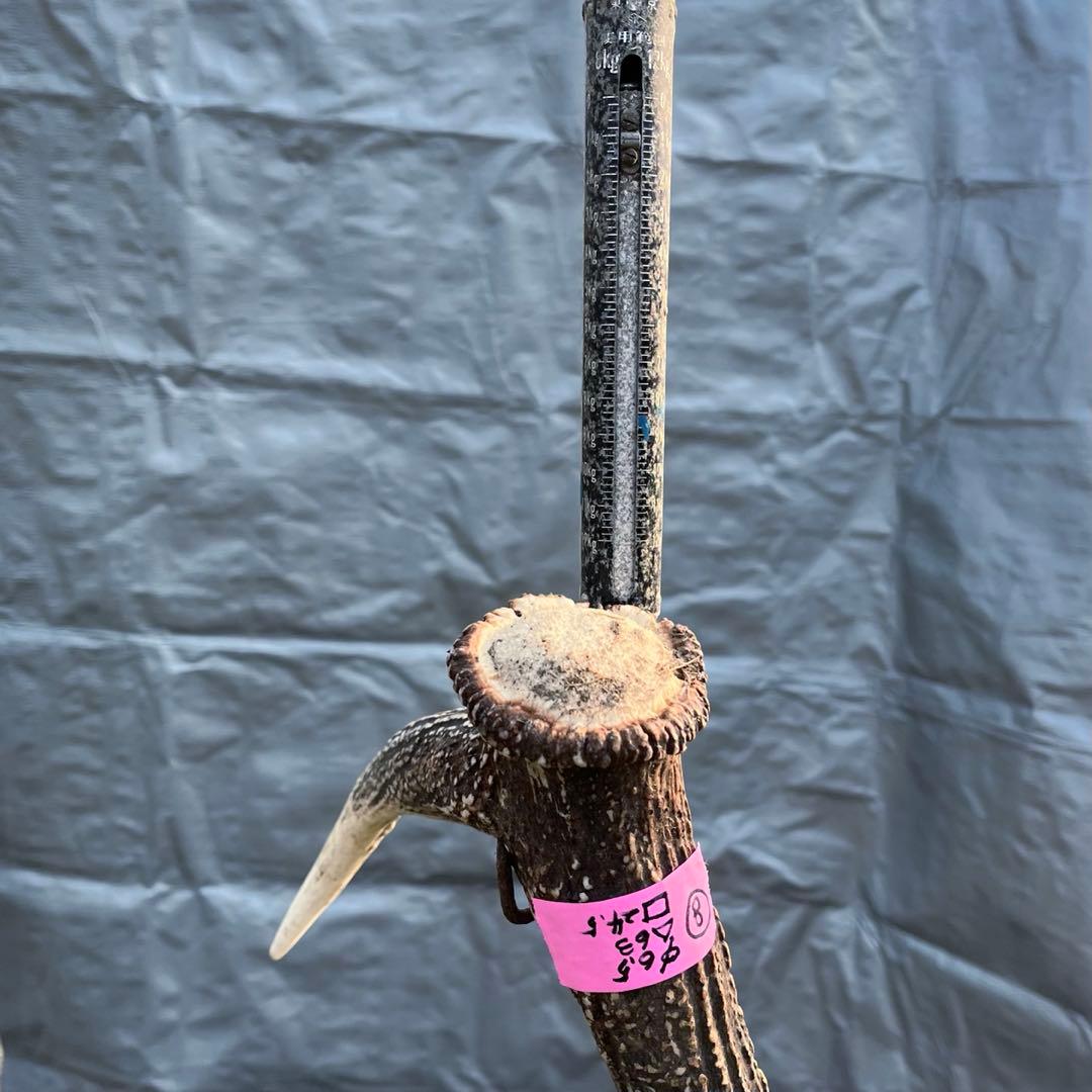 【天然物】※お値下げ済 鹿の角 エゾシカ⚫︎左右非対称⚫︎10本セット（約10kg）