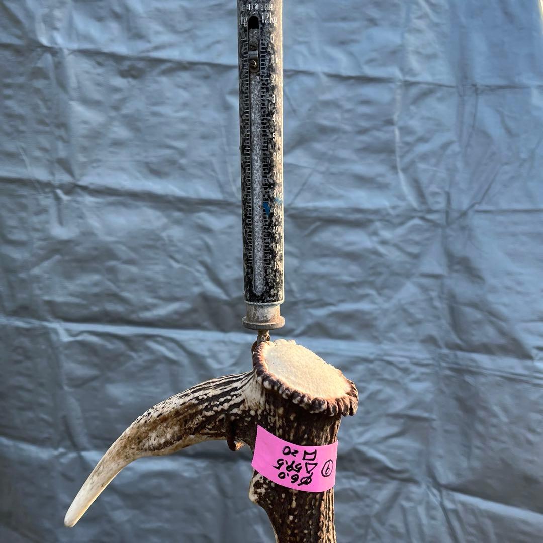 【天然物】※お値下げ済 鹿の角 エゾシカ⚫︎左右非対称⚫︎10本セット（約10kg）