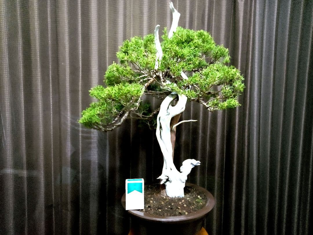 【創作　糸魚川真柏盆栽】　　　　　　　¥特価、タヌキ…