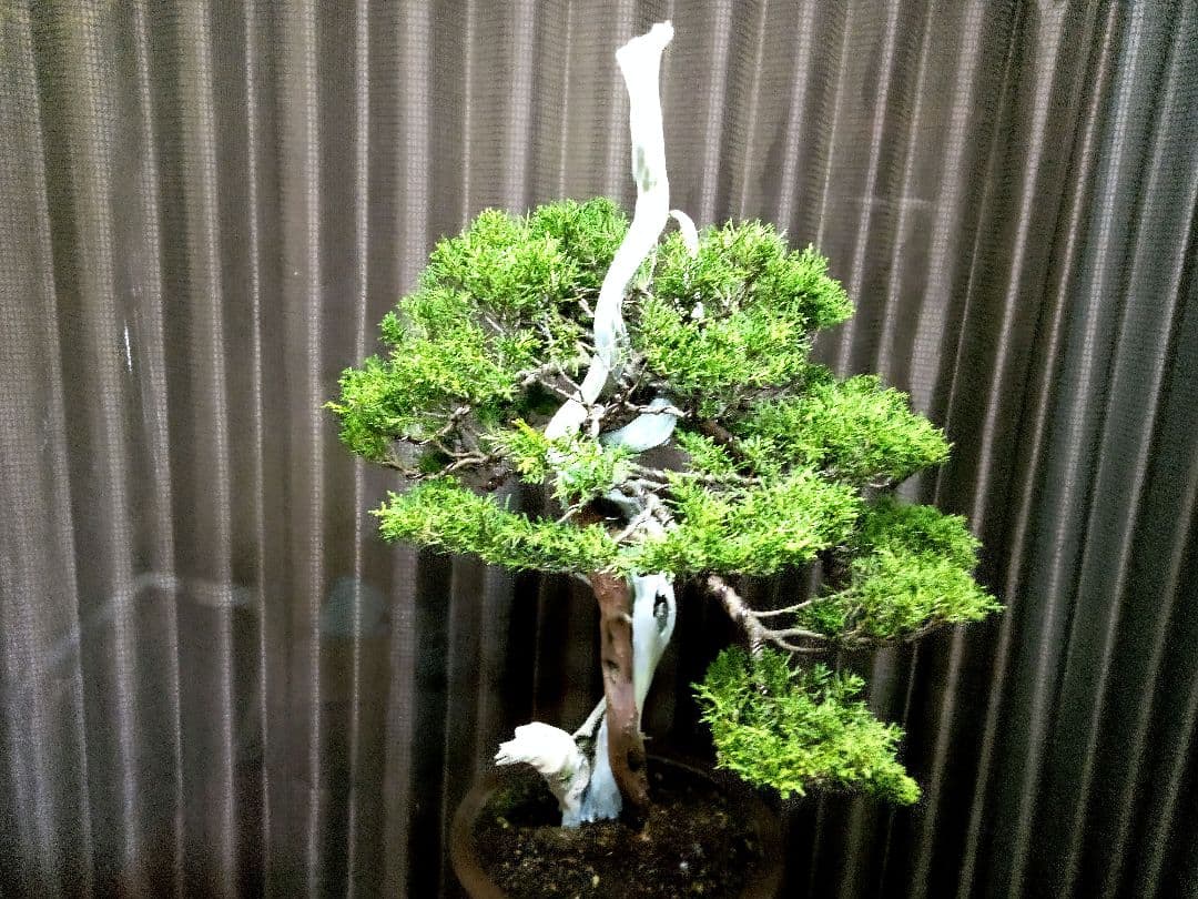 【創作　糸魚川真柏盆栽】　　　　　　　¥特価、タヌキ…