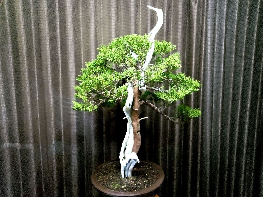 【創作　糸魚川真柏盆栽】　　　　　　　¥特価、タヌキ…