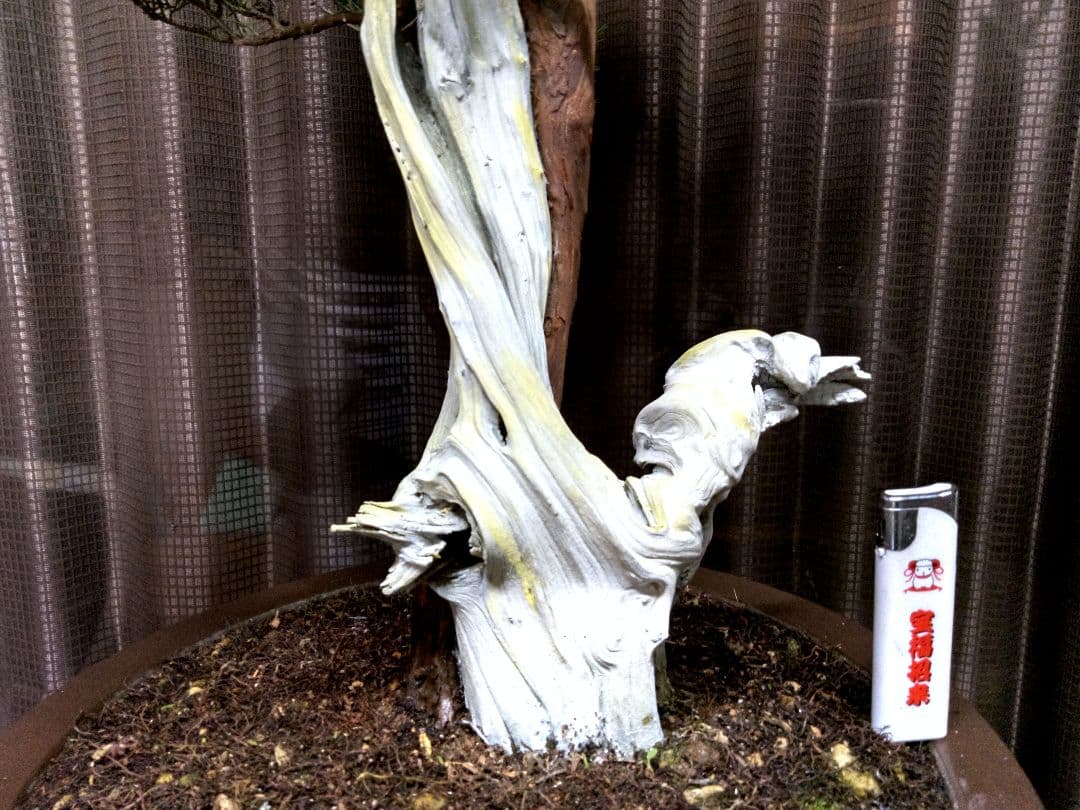 【創作　糸魚川真柏盆栽】　　　　　　　¥特価、タヌキ…