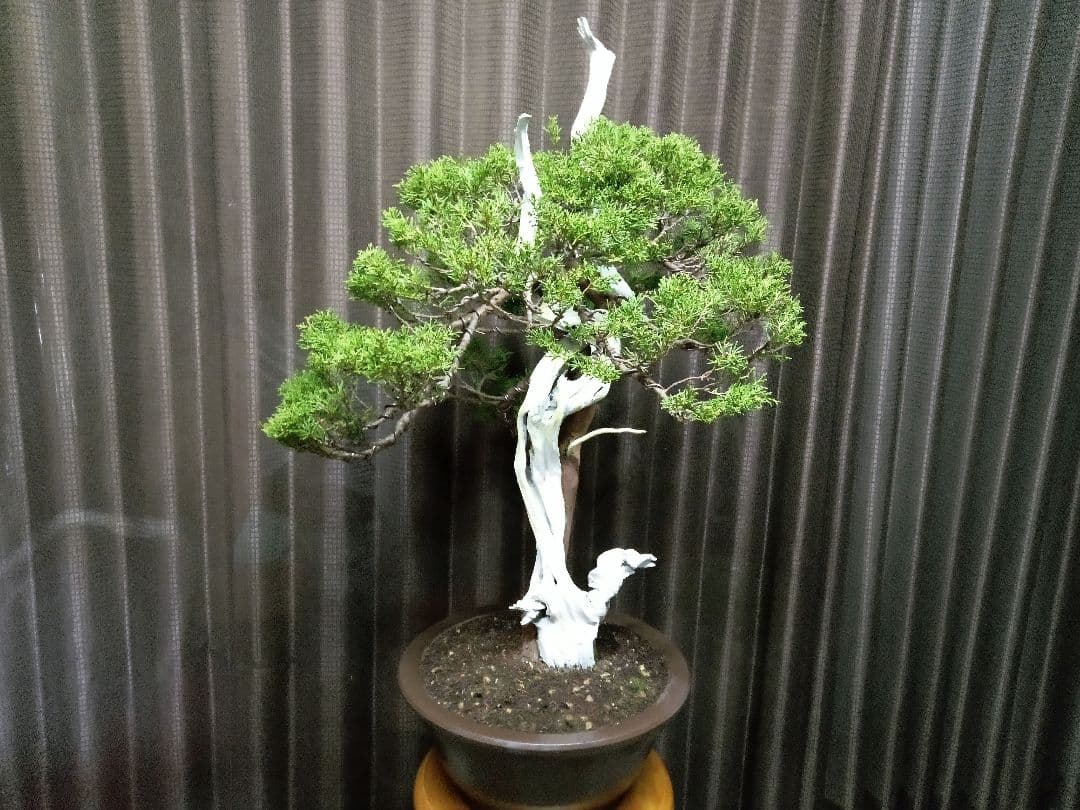 【創作　糸魚川真柏盆栽】　　　　　　　¥特価、タヌキ…