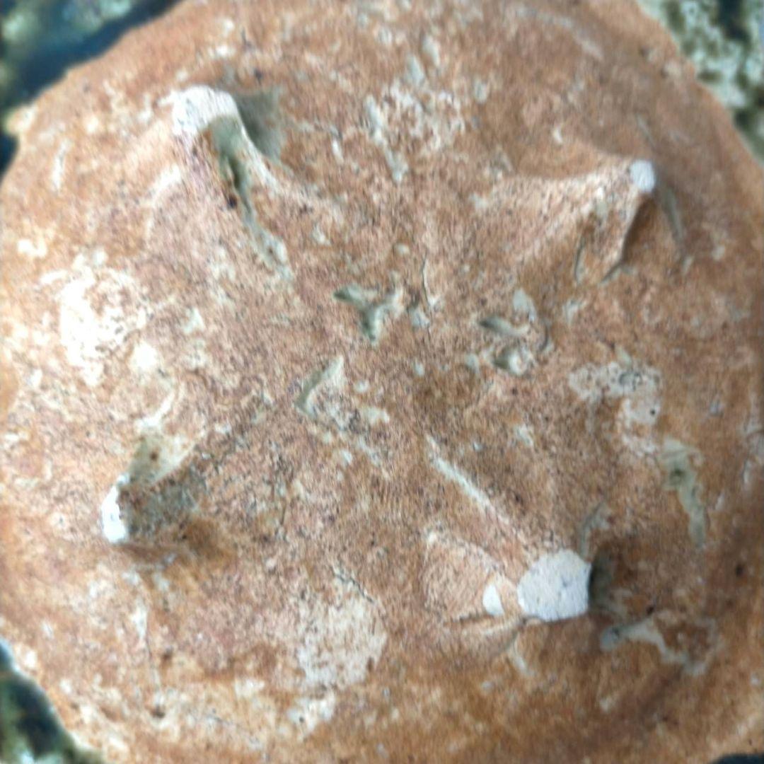 黒岩卓実 たくみ窯 織部皿 5枚 四つ脚 人気作家 美濃焼 銘々皿