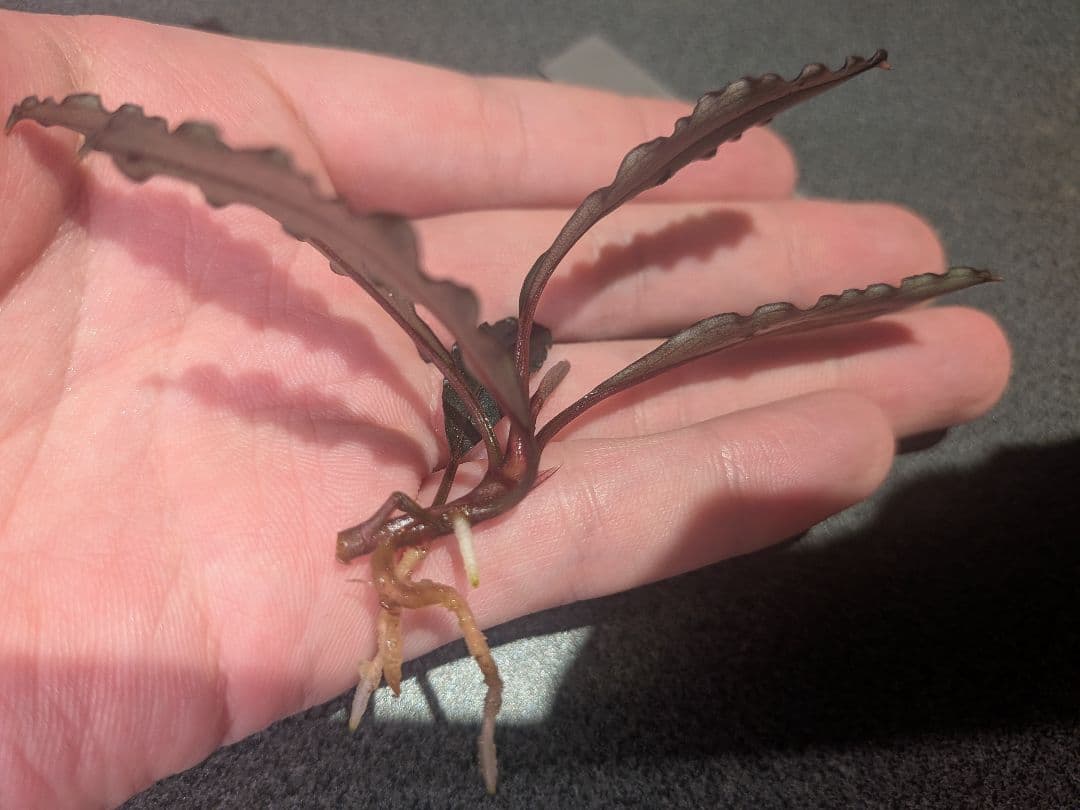 Bucephalandra Red waltz レッドワルツ メタルタグ付き