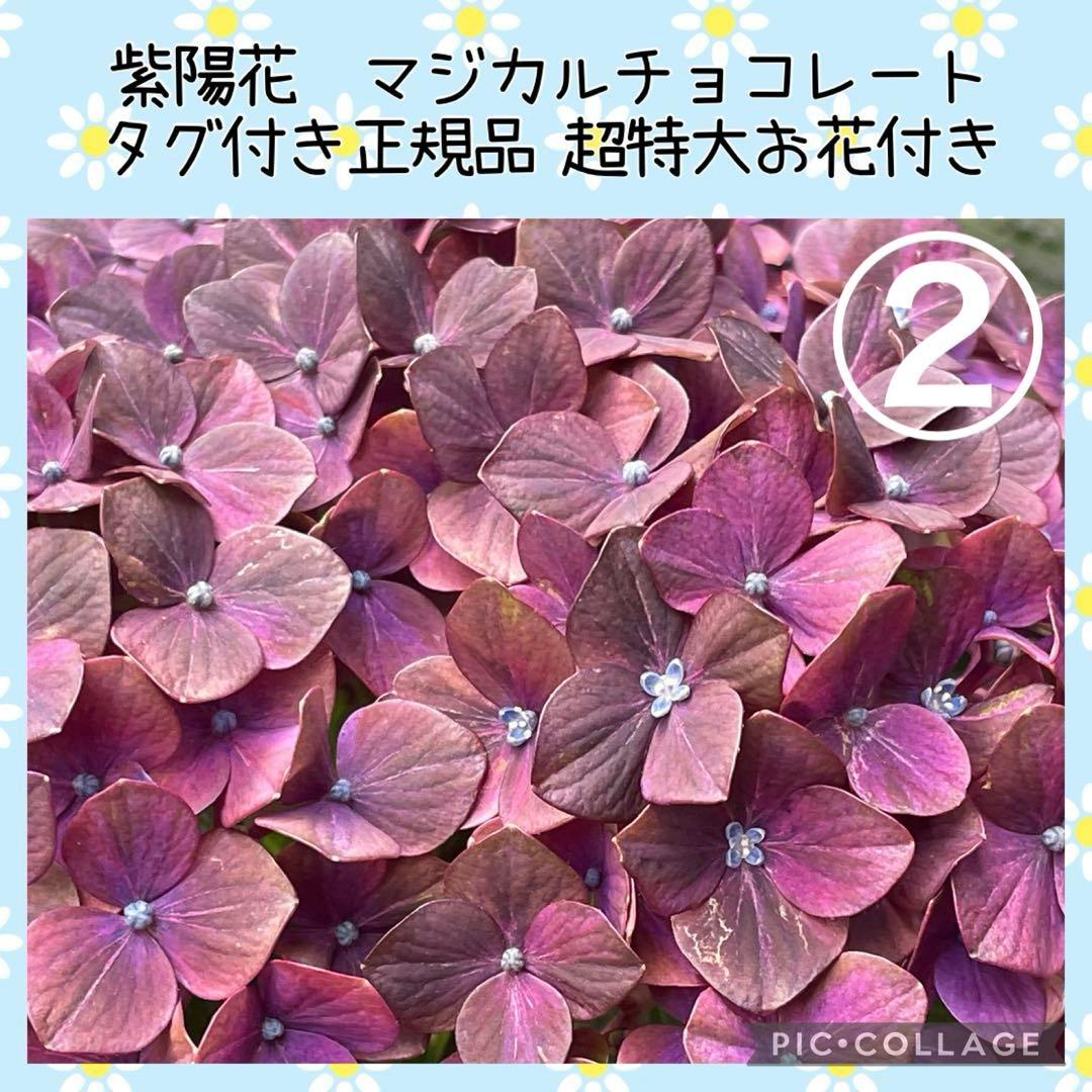 【花苗】4鉢限定　紫陽花　マジカルチョコレート　② 特大花　正規品　タグ付き