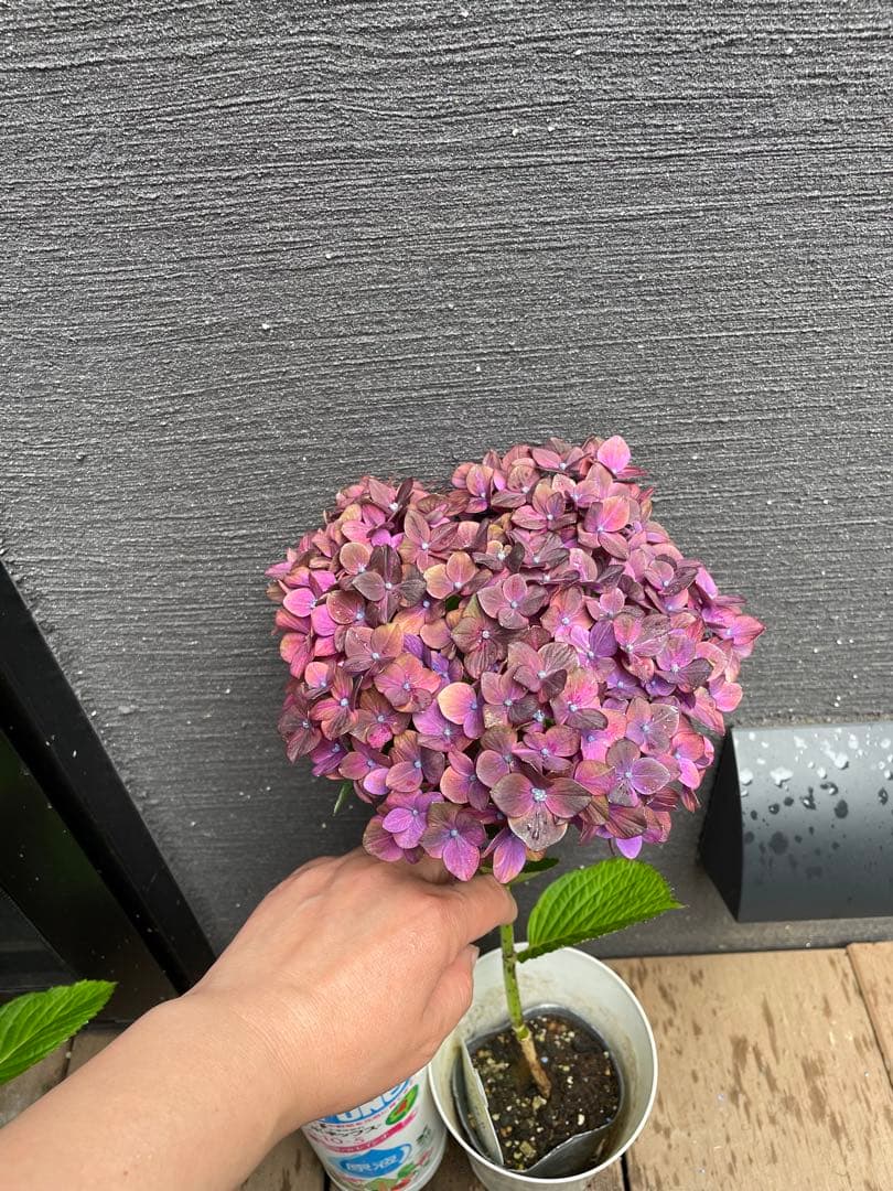 【花苗】4鉢限定　紫陽花　マジカルチョコレート　② 特大花　正規品　タグ付き
