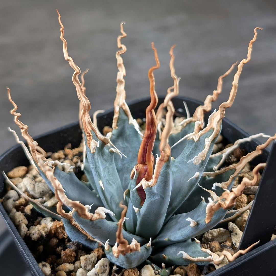 アガベ　ユタエンシス　エボリスピナ　実生選抜　コレクション株　A115