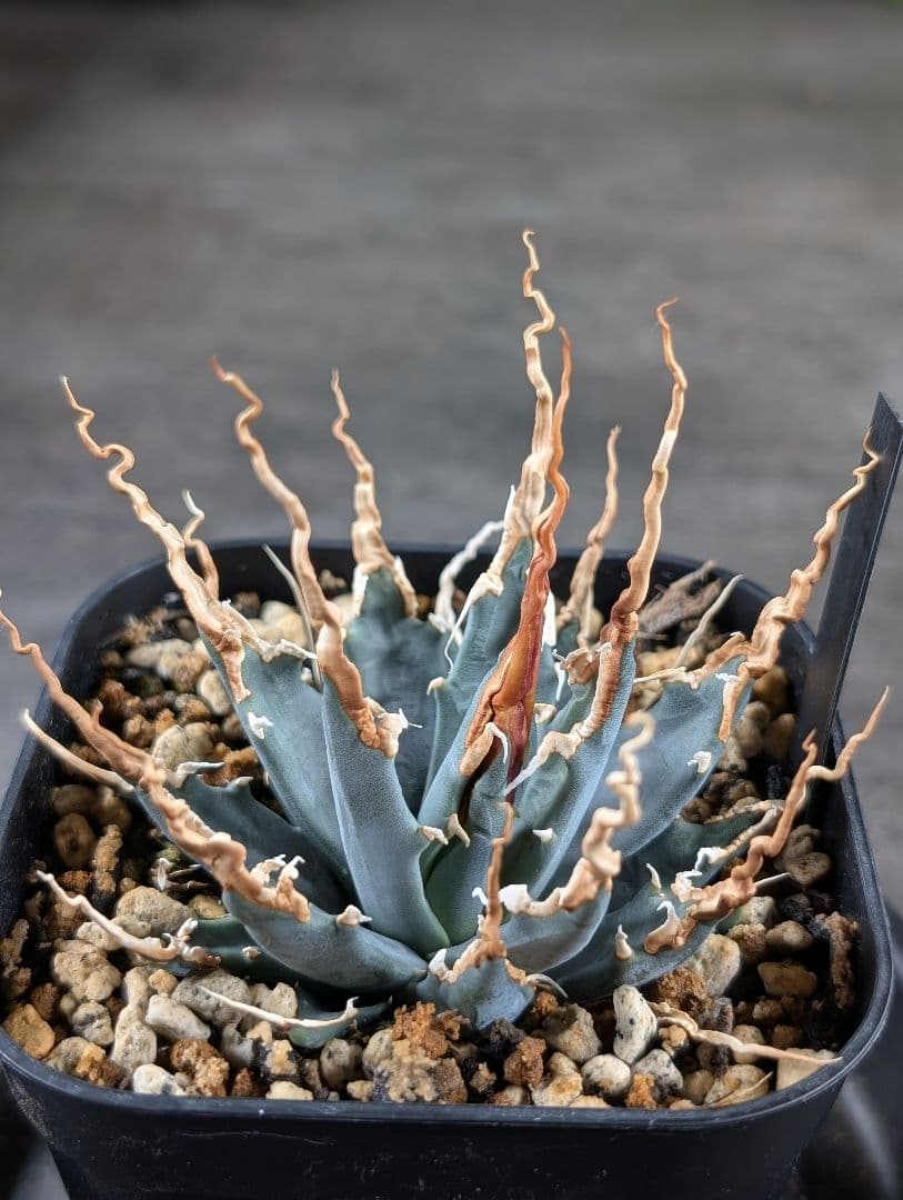 アガベ　ユタエンシス　エボリスピナ　実生選抜　コレクション株　A115