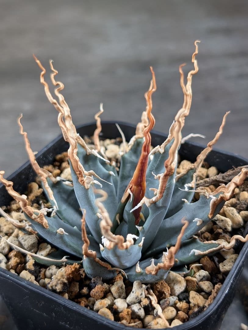 アガベ　ユタエンシス　エボリスピナ　実生選抜　コレクション株　A115