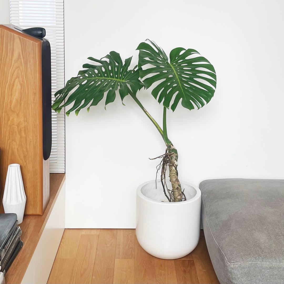 観葉植物 モンステラ