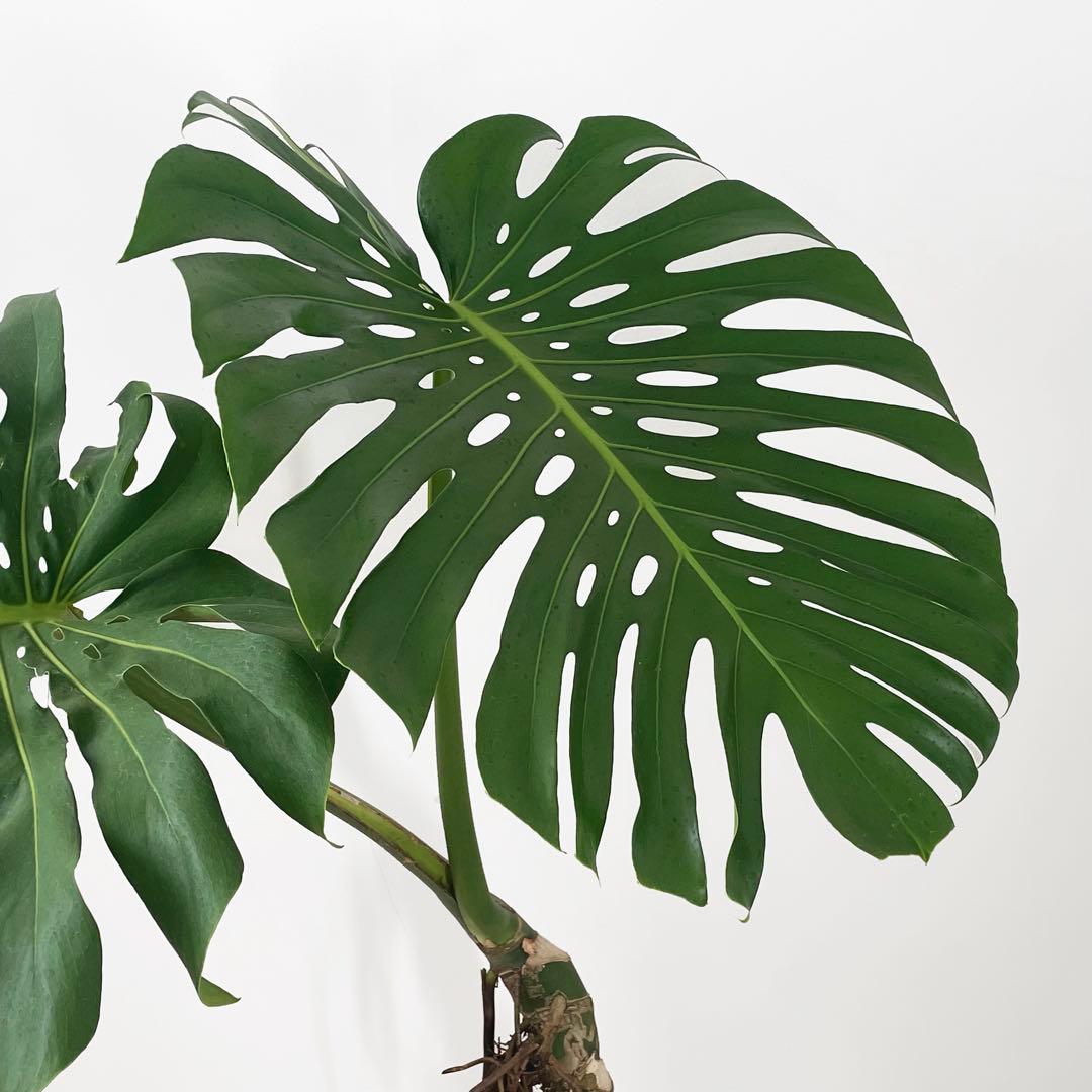 観葉植物 モンステラ