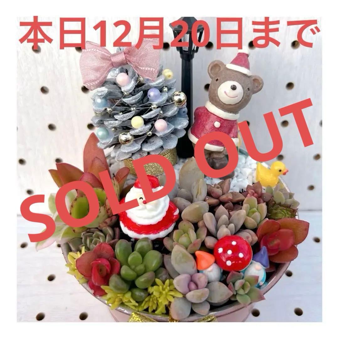 メルカリ便♫多肉植物寄せ植え♫そのまま飾れる♫くまさんサンタのプレゼント