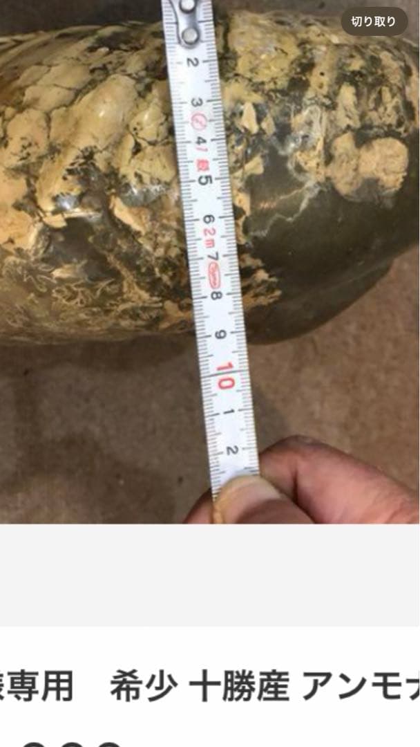 希少 十勝産 アンモナイトの化石