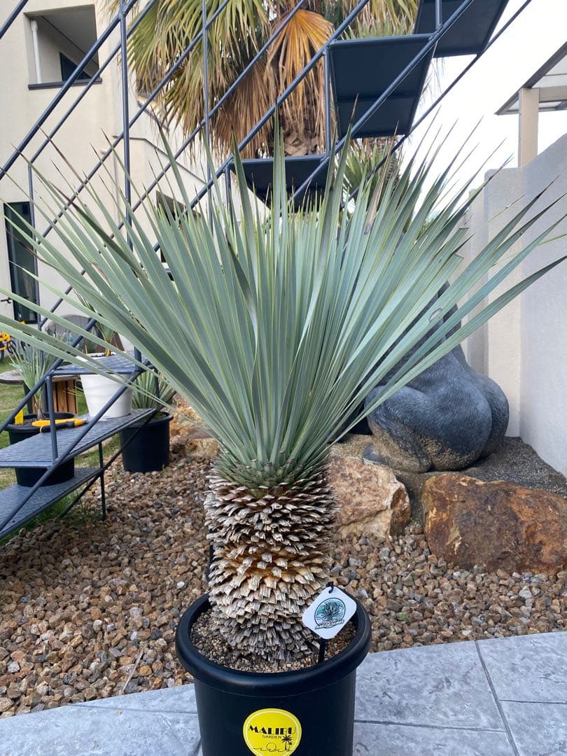 マルデヌベスverロスト