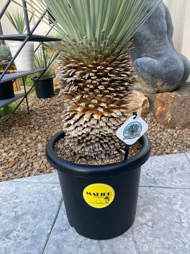 マルデヌベスverロスト