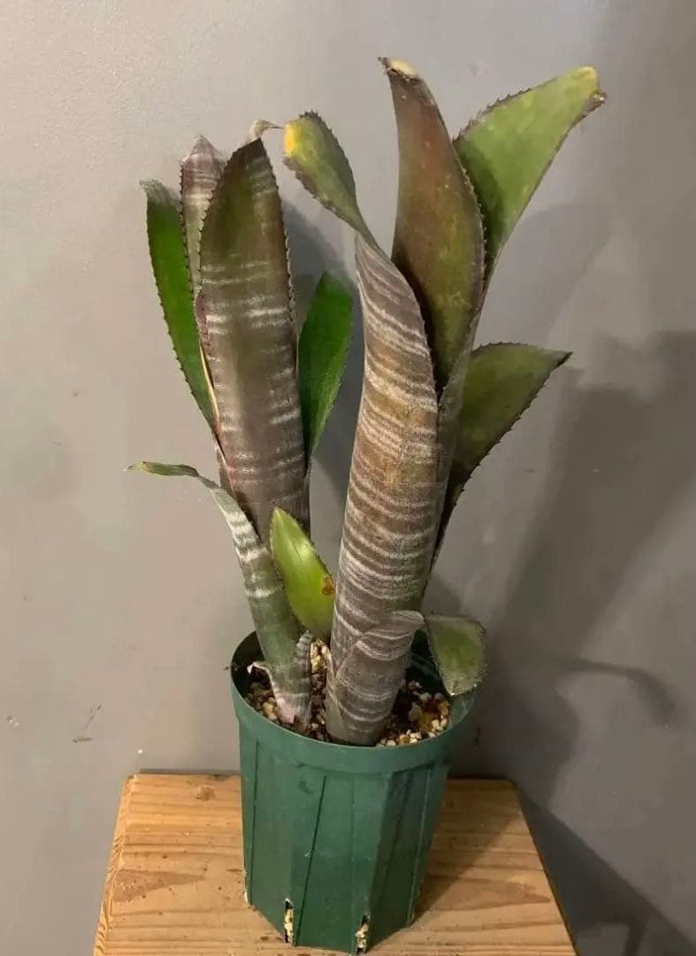 ビルベルギア ドミンゴスマルティンス×ジョージア 子株付き