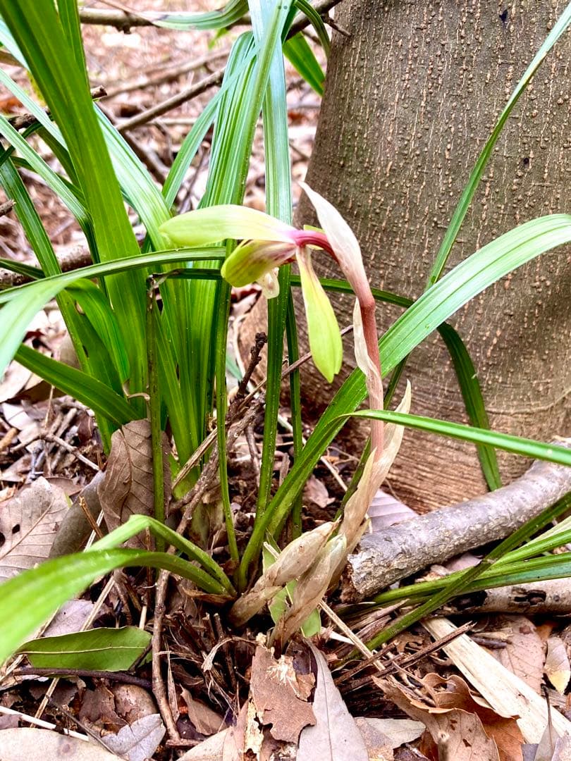 【春蘭＊開花株＊お花ひとつが開花中＊蕾はふたつ】天然/野生/里山自生/山野草