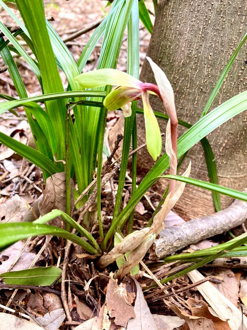 【春蘭＊開花株＊お花ひとつが開花中＊蕾はふたつ】天然/野生/里山自生/山野草