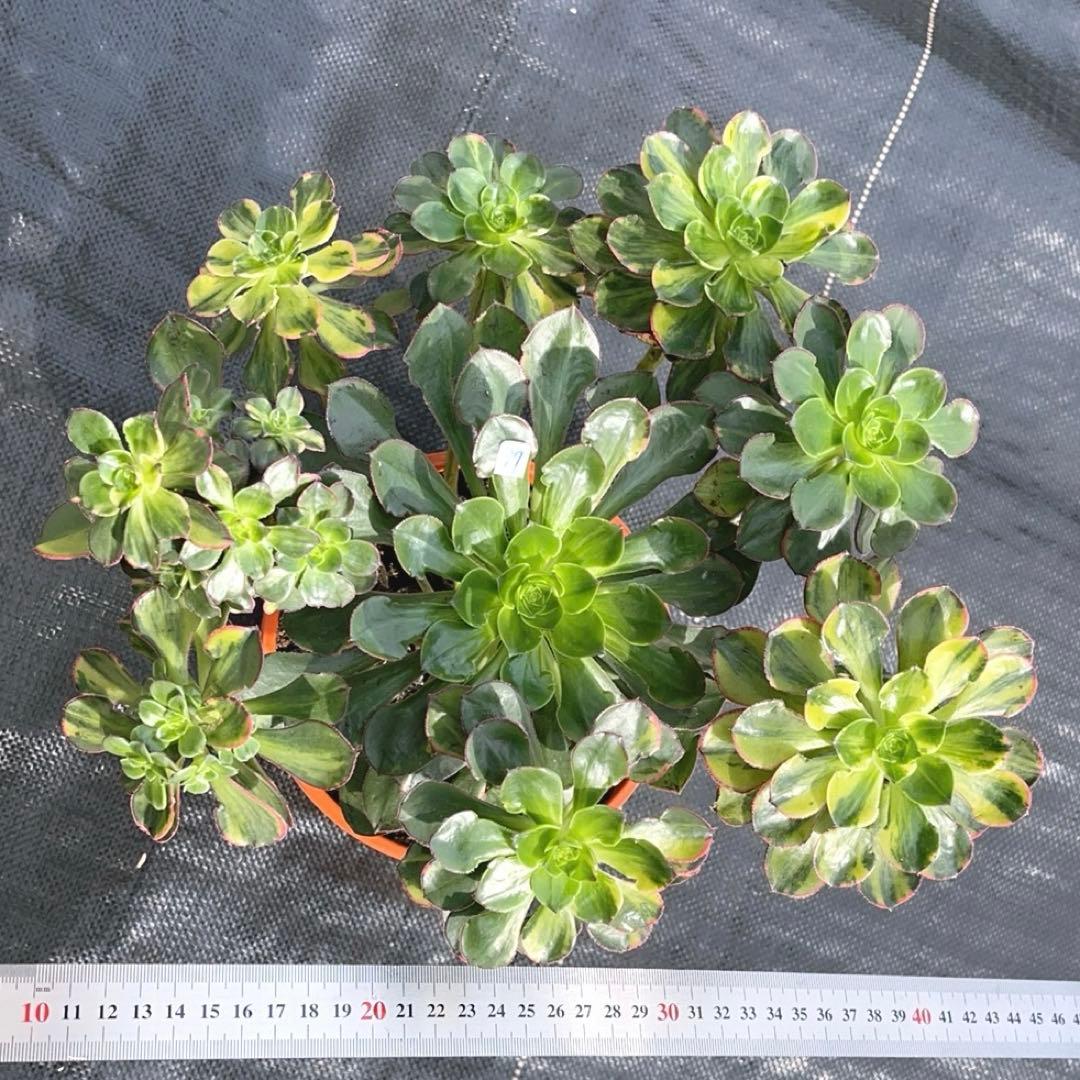 97#多肉アエオニウム錦❤️彩蝶❤️9頭28cm 拔き苗