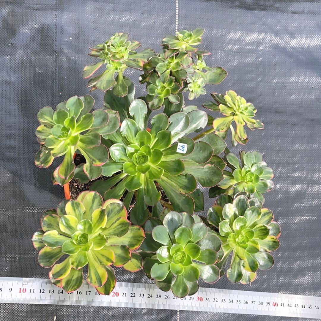 97#多肉アエオニウム錦❤️彩蝶❤️9頭28cm 拔き苗