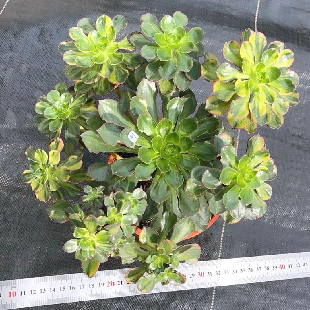 97#多肉アエオニウム錦❤️彩蝶❤️9頭28cm 拔き苗