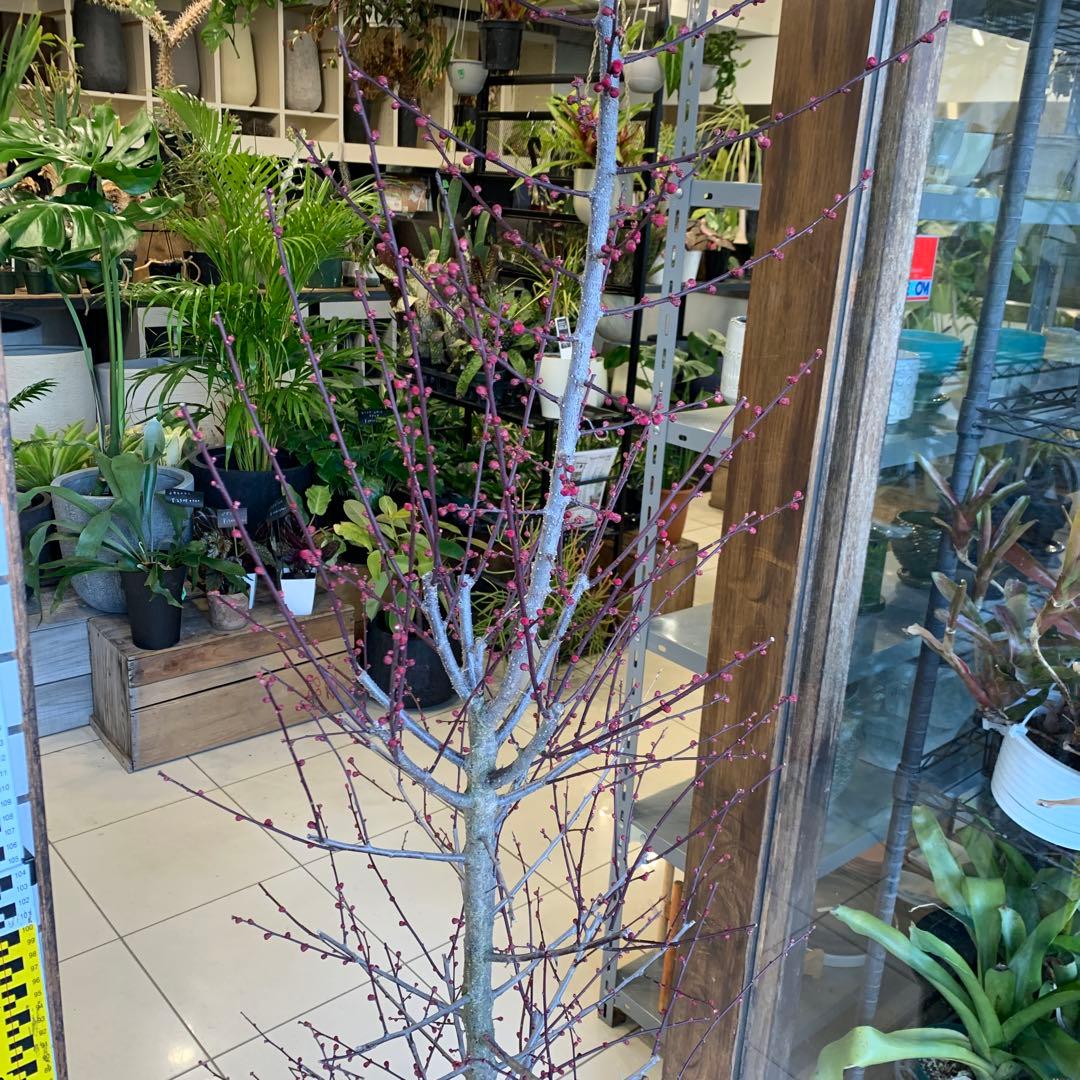 花梅　鹿児島紅梅　苗木 1