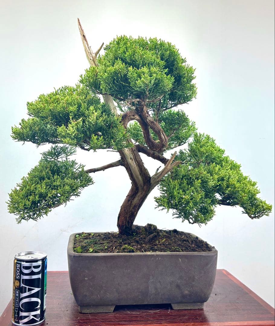 ひ*ろ様 真柏盆栽【オークション】^_^