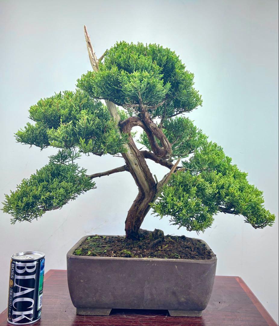 ひ*ろ様 真柏盆栽【オークション】^_^