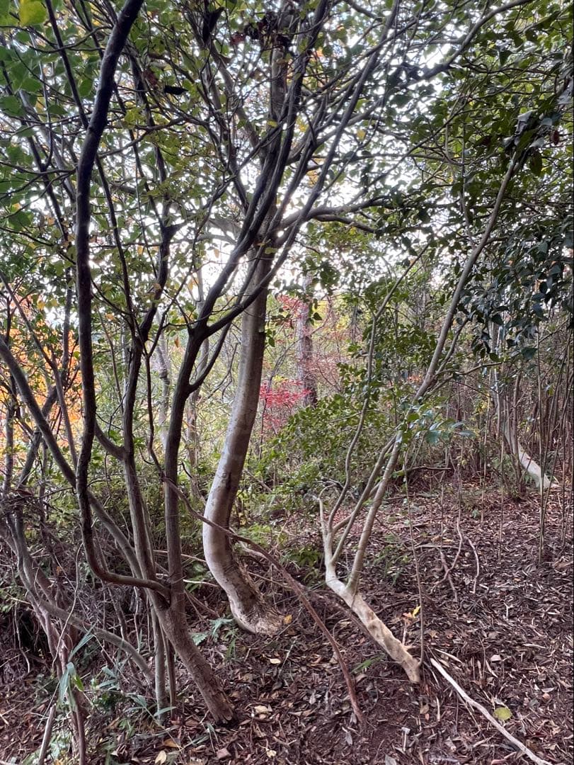 現品　ミツバツツジ　自然樹形　特大苗　2mほど　山採り　オススメ 007