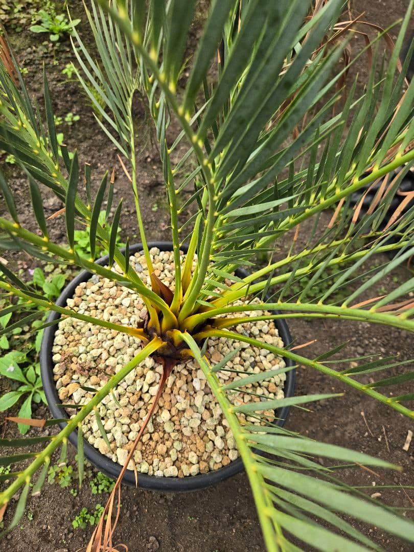 マクロザミア　ムーレイ