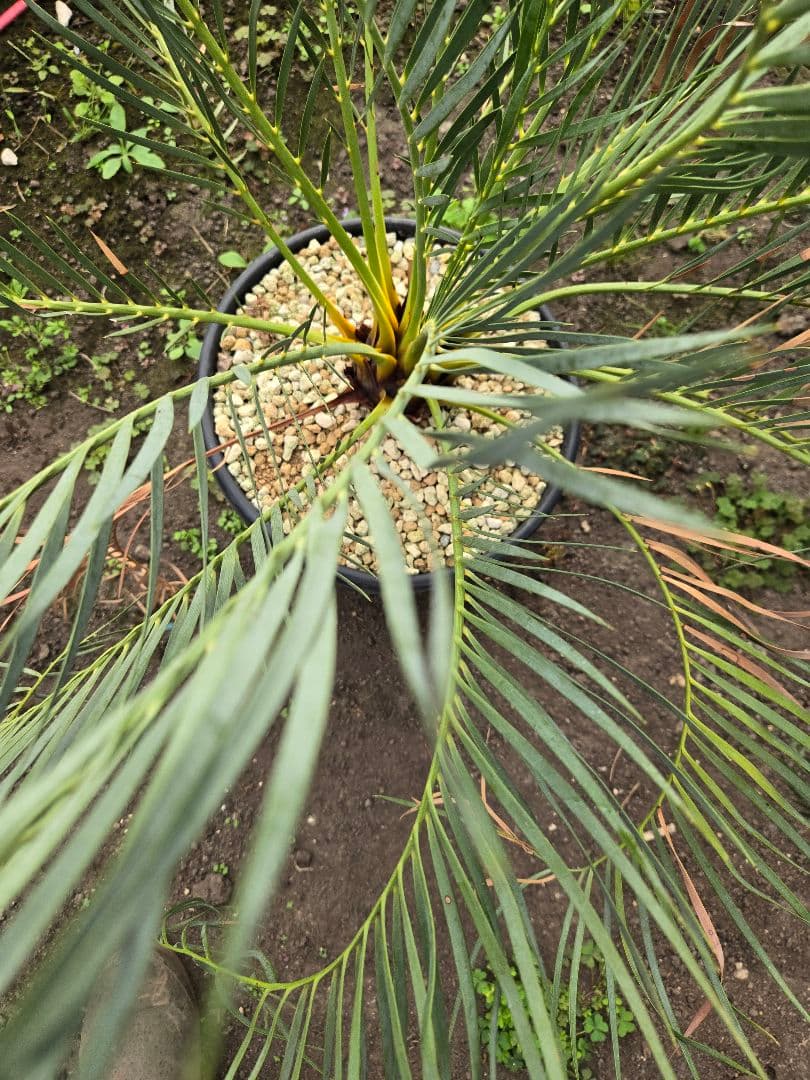 マクロザミア　ムーレイ