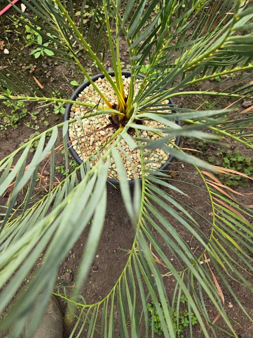 マクロザミア　ムーレイ