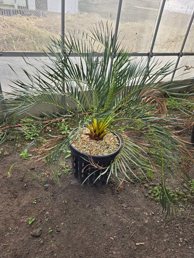 マクロザミア　ムーレイ